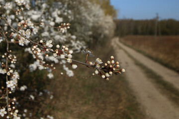 mirabelka, kwiaty, krzew, białe kwiaty, kwiaty mirabelki, wiosna, kwitnąca mirabelka, wieś, kwitnące krzewy, pączki kwiatów, © Lula4ever