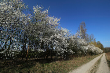 mirabelka, kwiaty, krzew, białe kwiaty, kwiaty mirabelki, wiosna, kwitnąca mirabelka, wieś, kwitnące krzewy, pączki kwiatów, © Lula4ever