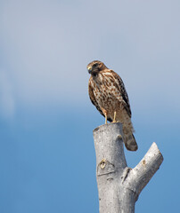 Red-Shouldered Hawk Atop Tree