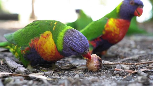 Close-Up Of Rainbow Lorikeets Eating Food On Land