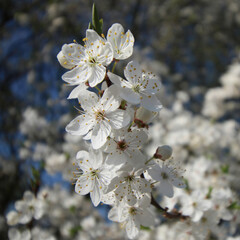 kwiaty mirabelki, mirabelka, kwiaty, krzew, białe kwiaty, kwitnąca mirabelka,  © Lula4ever