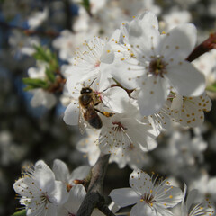 kwiaty mirabelki, mirabelka, kwiaty, krzew, białe kwiaty, kwitnąca mirabelka, pszczoła, 