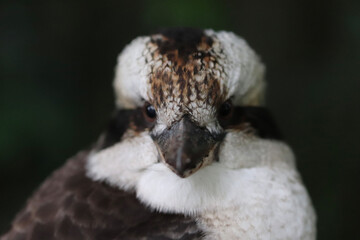 bird of prey