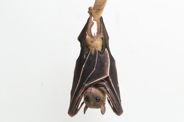  Indonesian Short-nosed Fruit Bat Cynopterus titthaecheilus isolated on white background
