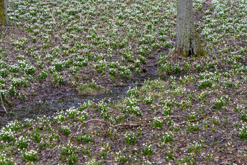 early spring forest with spring snowflake, Vysocina, Czech Repubic