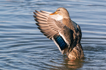 ANADE REAL ANAS PLATYRHYNCHOS