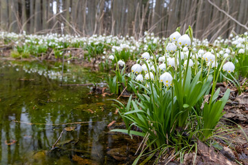 early spring forest with spring snowflake, Vysocina, Czech Repubic