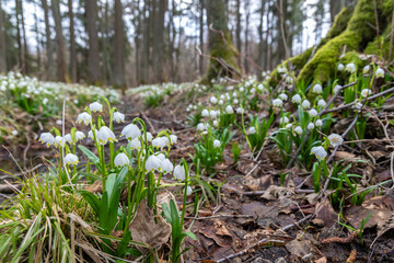 early spring forest with spring snowflake, Vysocina, Czech Repubic