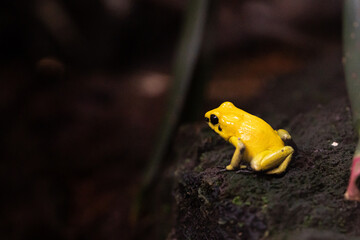 Frosch