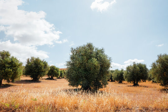 Rows of olive trees under a clear blue sky with white clouds. Horizontal photo