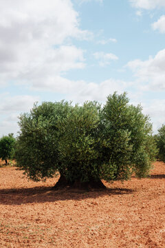 Old olive tree in summer under blue sky. Vertical photo