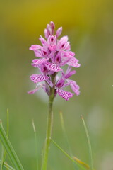 Springtime. Dactylorhiza orchid flowers with green unfocused flower