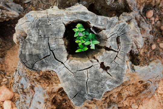 Plant growing on the trunk of an olive tree