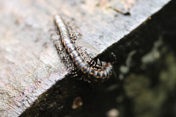 close up of a caterpillar