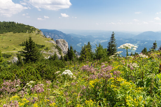 Alpengarten auf der Rax II