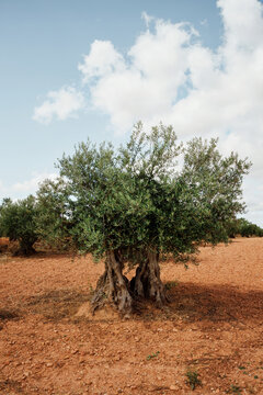Landscape of olive fields on a sunny day
