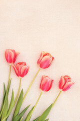 Pink tulips on white beige blanket background. Top view. Copy space. Greeting card.