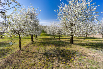 flowering cherry orchard near Cejkovice, Southern Moravia, Czech Republic