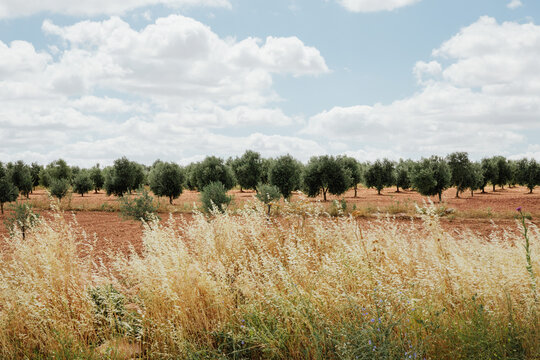 Field of olive trees with dry grasses in the foreground. Landscape photo