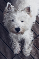 West Highland White Terrier puppy posing at the house backyard.