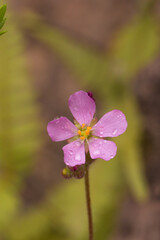 Macro of a single pink flower of Drosera chimaera (a carnivorous plant) in natural habitat close to Cristalia in Minas Gerais, Brazil