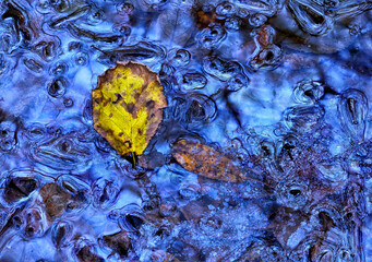 Close-up abstraction of the biofilm of the swamp where several leaves of nearby trees have fallen. Chromatic contrast between the blue of the biofilm and the yellow of the leaf.