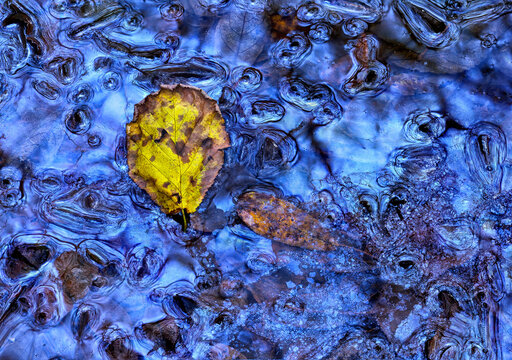Close-up abstraction of the biofilm of the swamp where several leaves of nearby trees have fallen. Chromatic contrast between the blue of the biofilm and the yellow of the leaf.