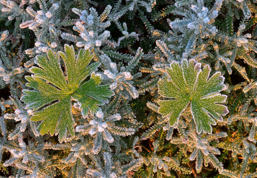 Top view of green leaves of geranium pusillum covered with hoarfrost growing in nature at sunset in winter
