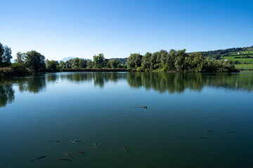 Karpfen im See