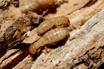 Worker Termites on Rotten Wood