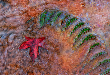 A fern leaf and maple leaf ended up sunk in the biofilm, the particles began to flow spinning around themselves, creating swirls
