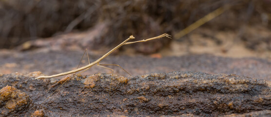 Praying mantis seen in natural habitat close to the Town of Cristalia in Minas Gerais, Brazil