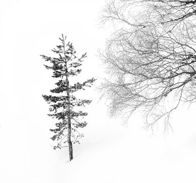 Black and white tree with leafless branches growing on snowy slope in winter