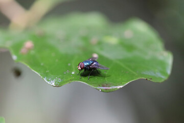 bug on leaf