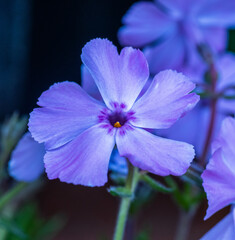 Kwiat
Flower