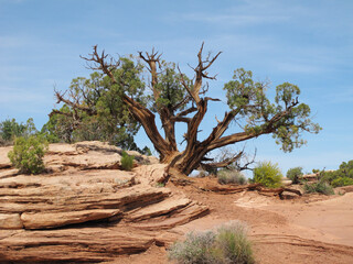 old juniper tree growing in red rock desert of Southern Utah