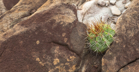 Brazilian Wildflower: A Melocactus in natural habitat close to Cristalia in Minas Gerais, Brazil