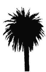 Palm tree vector EPS 10. Black color silhouette of coconut tree with leaves, isolate.