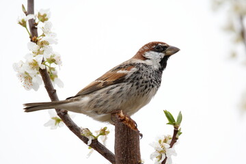 spanish sparrow with flowers. sparrow on plum tree in spring