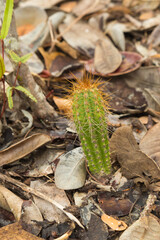 Brazilian Wildflower: A column of a cactus in natural habtiat close to Cristalia in Minas Gerais