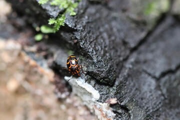 state potato beetle