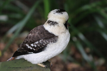 bird on a rock