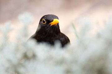 blackbird behind a bush.  Portrait of black bird with yellow bill