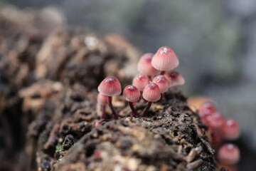 mushroom in the forest