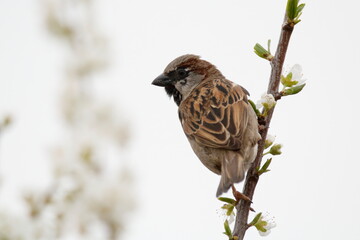 house sparrow with flowers. sparrow on plum tree in spring