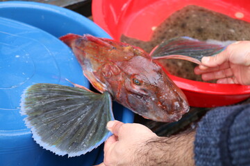 selective focus. Freshly Caught Red snapper