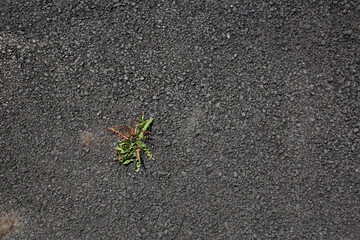 Gray Asphalt with Green Plant Close Up Background