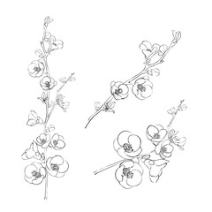 Hand drawn design elements sakura flowers collection.