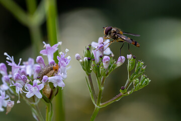 Schwebefliege und Raupe