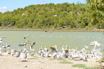 Group of storks flying together in the sky